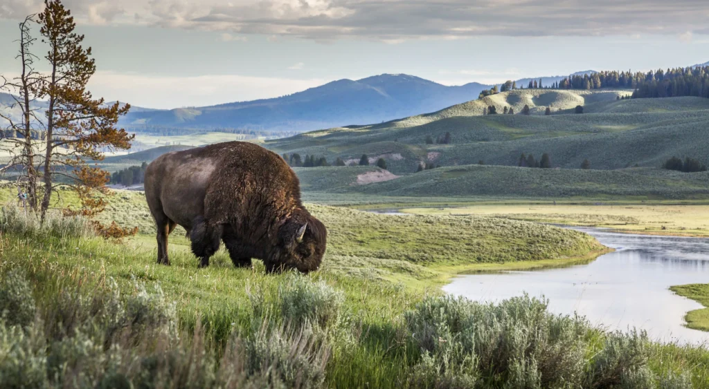 Yellowstone rancho